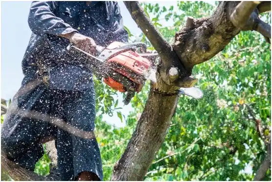 tree services Troy